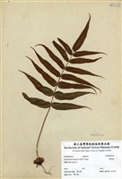 藏品(肢節蕨)的圖片